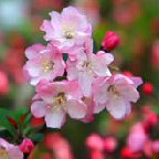 海棠（カイドウ）　バラ科リンゴ属の落葉小高木　花言葉：温和、艶麗