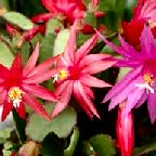 シャコバサボテン　サボテン科　花言葉：美しい眺め，冒険心